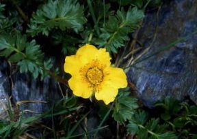 Geum (Geum reptans).De Agostini Picture Library/M. Giovanoli