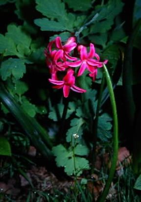 Giacinto. Esemplare di Hyacinthus orientalis.De Agostini Picture Library/M. Pizzirani