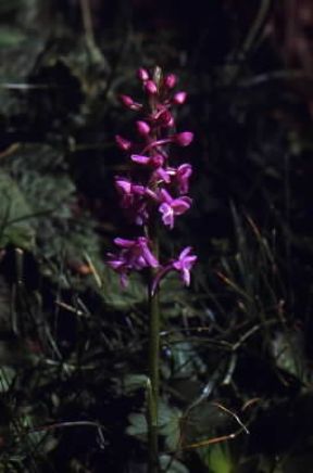 Gymnadenia. Esemplare di Gymnadenia conopsea.De Agostini Picture Library / M. Giovanoli