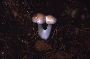 Hebeloma nudipes. De Agostini Picture Library / M. Giovanoli
