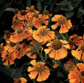 Helenium. De Agostini Picture Library / 2 P