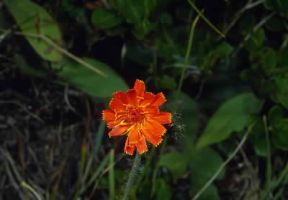 Hieracium auramtiacum. De Agostini Picture Library / M. Giovanoli