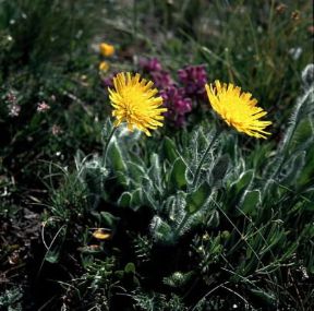 Hieracium villosum. De Agostini Picture Library / S. Cirillo