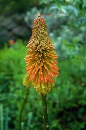 Kniphofia. Esemplare di Kniphofia praecox.De Agostini Picture Library/M. Pizzirani