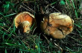 Lactarius. Esemplari di Lactarius deliciosus.De Agostini Picture Library/A. Lucini