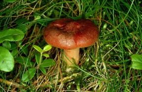 Lactarius . Esemplare di Lactarius rufus.De Agostini Picture Library/M. Giovanoli