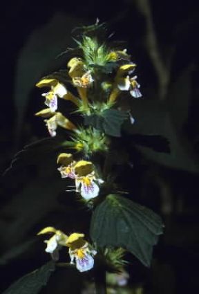Lamium. Fiori di Lamium album.De Agostini Picture Library/M. Giovanoli