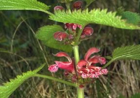 Lamium . Infiorescenze di Lamium orvala.De Agostini Picture Library/M. Giovanoli
