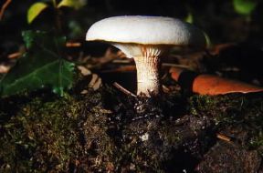 Lentinus. Esemplare di Lentinus lepideus.De Agostini Picture Library/R. Mazza
