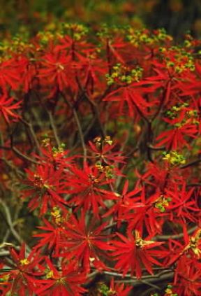 Lentisco (Pistacia lentiscus) in fiore.De Agostini Picture Library/M. Leigheb