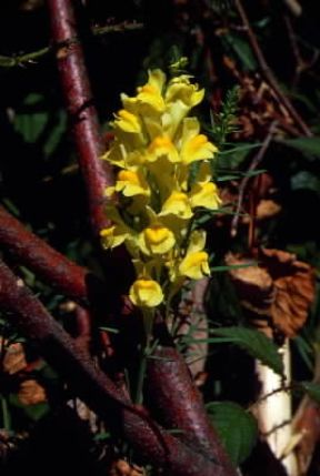 Linaria. Linaiola (Linaria vulgaris) in fiore.De Agostini Picture Library/M. Giovanoli