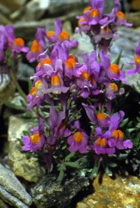 Linaria. Infiorescenze di Linaria alpina.De Agostini Picture Library/E. Bertaggia