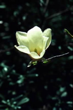 Magnolia. Fiore di Magnolia passiflora.De Agostini Picture Library/A. Facchinetti