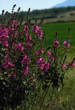 Malva (Malva rotundifolia).De Agostini Picture Library/M. Leigheb