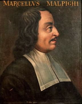 Marcello Malpighi in un ritratto d'epoca (Padova, UniversitÃ  - Aula di Medicina).De Agostini Picture Library/A. Dagli Orti