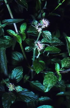 Menta. Esemplare di Mentha aquatica.De Agostini Picture Library/M. Pizzirani
