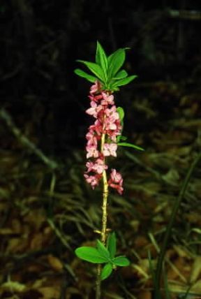Mezereo (Daphne mezereum).De Agostini Picture Library/M. Giovanoli