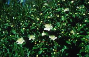 Mirto. Pianta di Myrtus communis.De Agostini Picture Library / C. Galasso