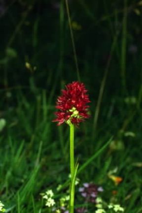 Nigritella. Esemplare di Nigritella nigra.De Agostini Picture Library / M. Giovanoli