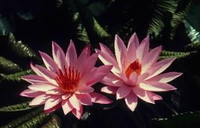 Ninfea. Altro esemplare della pianta.De Agostini Picture Library / A. White