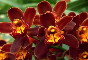 Orchidacee . Esemplare del genere Cymbidium miniatura.De Agostini Picture Library/E. Bertaggia