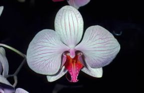 Orchidacee . Fiori di un esemplare del genere Phalaenopsis.De Agostini Picture Library/E. Bertaggia
