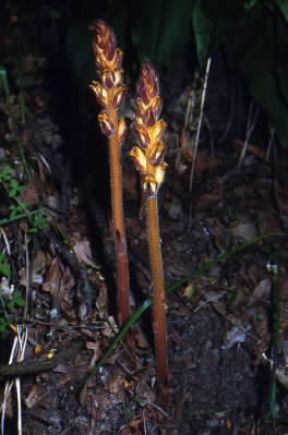Orobanche . Esemplare di Orobanche lutea.De Agostini Picture Library/M. Pizzirani