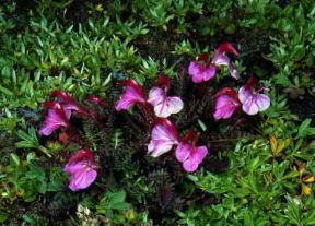 Pedicularis. Fiori di Pedicularis kerneri.De Agostini Picture Library/M. Giovanoli
