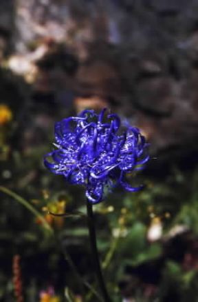 Phyteuma. Fiore di Phyteuma orbiculare.De Agostini Picture Library/M. Giovanoli