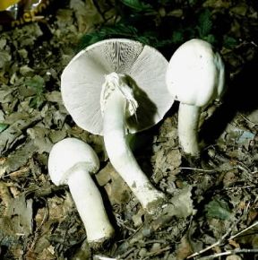 Prataiolo (Psalliota silvicola).De Agostini Picture Library/A. Colombi