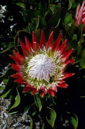 Protea. Esemplare di Protea cynaroides.De Agostini Picture Library/M. Pizzirani