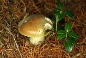 Prugnolo. Esemplare di Tricholoma vaccinum.De Agostini Picture Library/M. Giovanoli