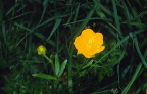 Ranuncolo. Esemplare di Ranunculus montanus.De Agostini Picture Library/M. Giovanoli