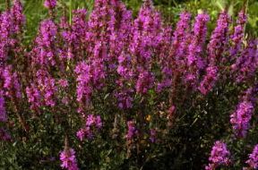 Salcerella (Lythrum salicaria).De Agostini Picture Library / G. Negri