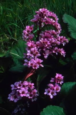 Sassifraga. Fiori di Saxifraga crassifolia.De Agostini Picture Library / A. Facchinetti