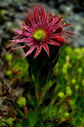 Sempervivum . Fiore di Sempervivum montanum. De Agostini Picture Library/E. Bertaggia