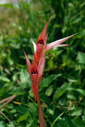 Serapias . Esemplare di Serapias vomeracea.De Agostini Picture Library/M. Giovanoli