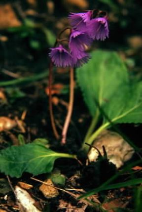 Soldanella . Esemplare di Soldanella alpina.De Agostini Picture Library/A. Facchinetti