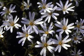 Stellaria. Fiori di Stellaria holostea.De Agostini Picture Library/G. Negri