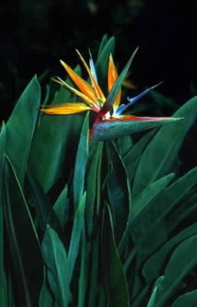 Strelitzia. La specie piÃ¹ caratteristica Ã¨ la Strelitzia reginae.De Agostini Picture Library/C. Galasso