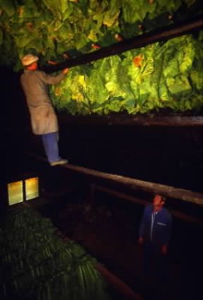 Tabacco. Essiccazione delle foglie di tabacco 