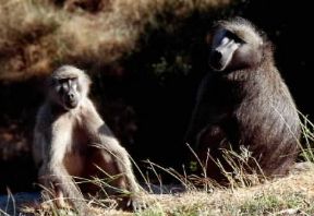Babbuino. Esemplari di Papius ursinus.De Agostini Picture Library / G. Roli