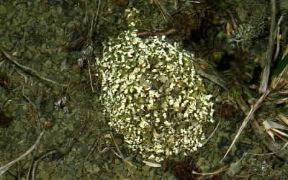 Cetraria. Esemplare di Cetraria islandica.De Agostini Picture Library/M. Giovanoli