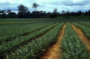 Costa d'Avorio. Coltivazione di ananassi.De Agostini Picture Library / E. Turri