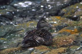 Edredone . Esemplare di Somateria mollissima.De Agostini Picture Library/G. Wright