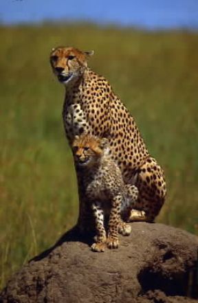 Ghepardo. Il felide vive sia solitario sia in piccoli gruppi.De Agostini Picture Library/F. Galardi