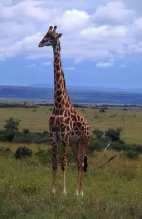 Giraffa. De Agostini Picture Library / F. Galardi