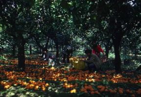 Grecia. Raccolta delle arance.De Agostini Picture Library / G. SioÃ«n