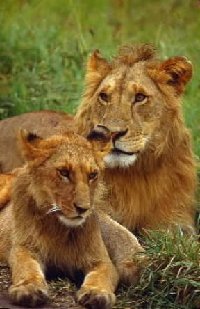 Leone (Panthera leo).De Agostini Picture Library/F. Galardi