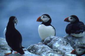 Pulcinella di mare (Fratercula artica).De Agostini Picture Library/G. Wright